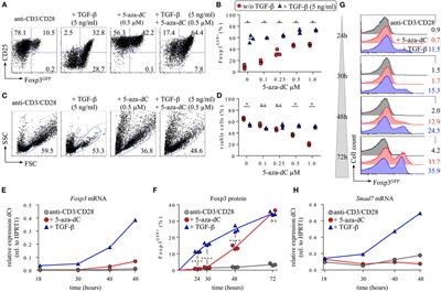 Critical Role of TGF-β and IL-2 Receptor Signaling in Foxp3 Induction by an Inhibitor of DNA Methylation